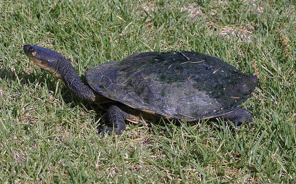 Chelodina longicollis