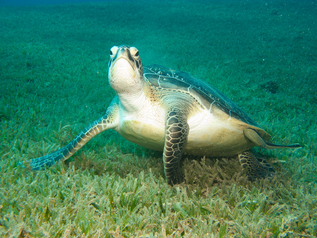 Chelonia mydas