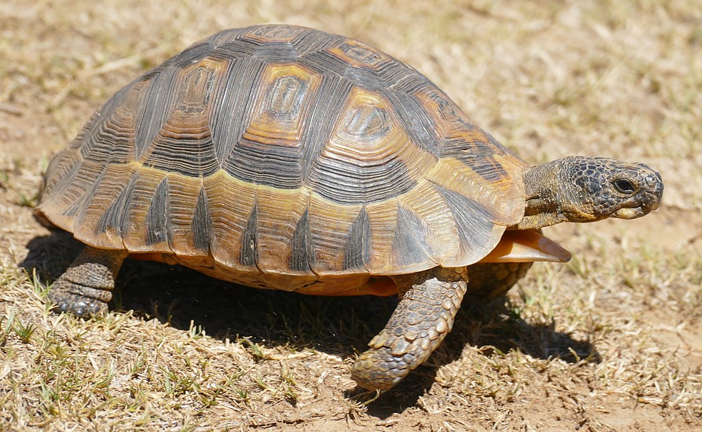 Chersina angulata