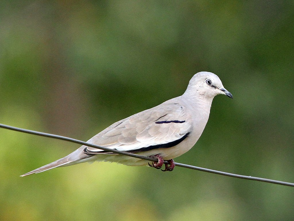 Columbina picui