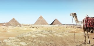 Cămile și alte mamifere din familia Camelidae – caracteristici și curiozități Cămile și alte specii de mamifere din familia Camelidae