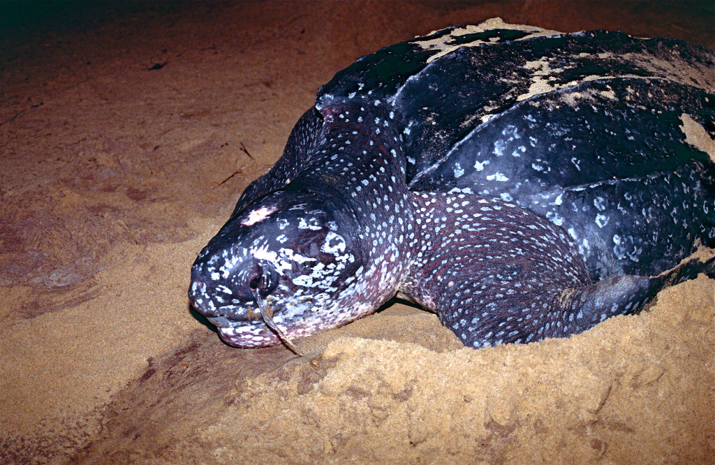 Dermochelys coriacea