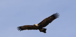 Cele mai cunoscute specii de păsări de pradă și caracteristicile lor impresionante Descoperă cele mai cunoscute specii de păsări de pradă din lume