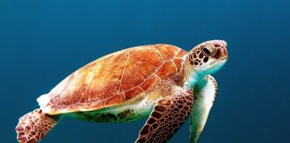 Descoperă specii de țestoase din toată lumea