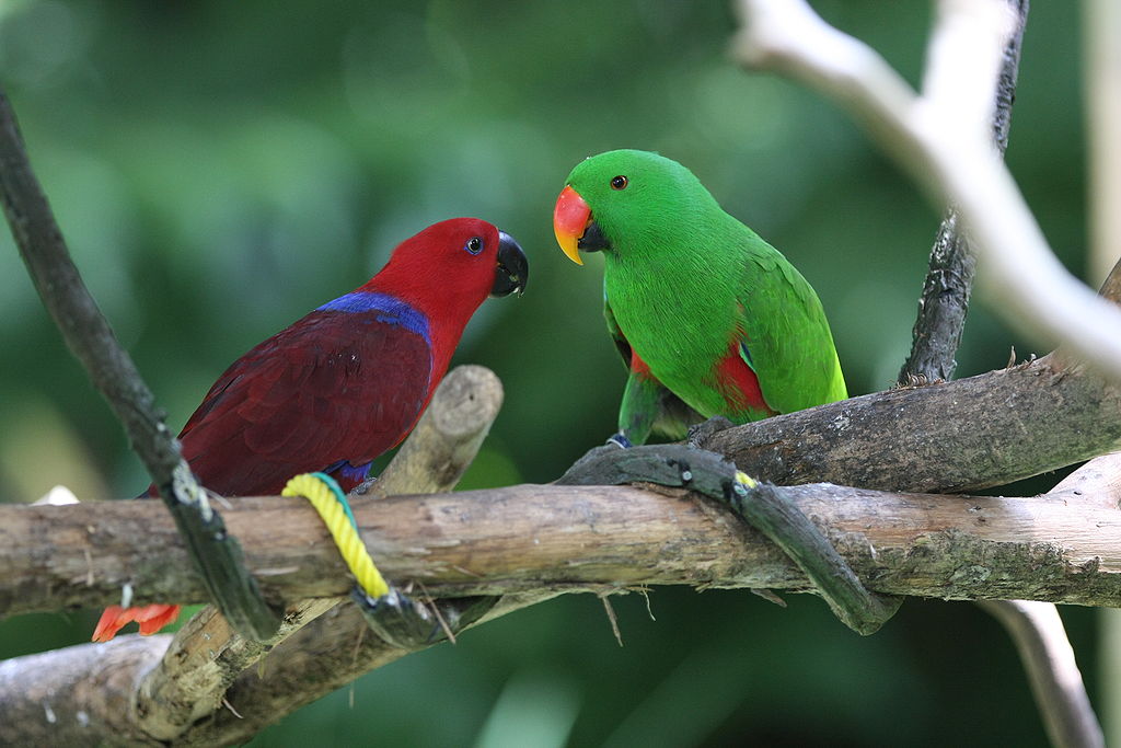 Eclectus roratus