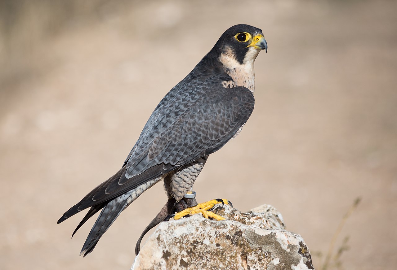 Falco peregrinus