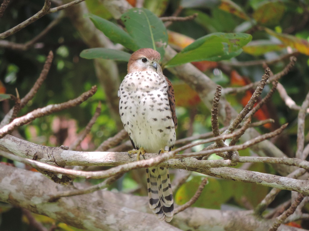 Falco punctatus