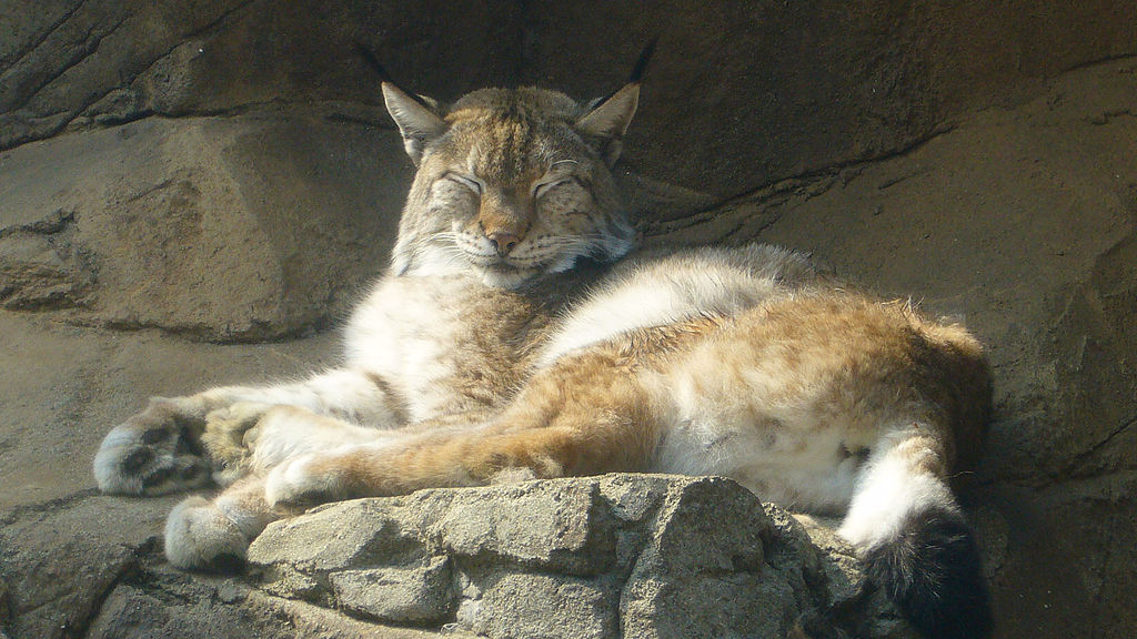 Felis lynx