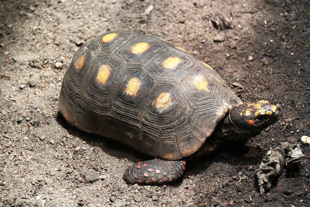 Geochelone carbonaria