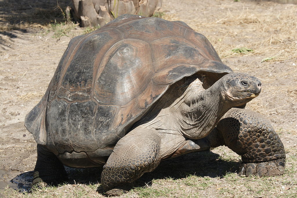 Geochelone nigra