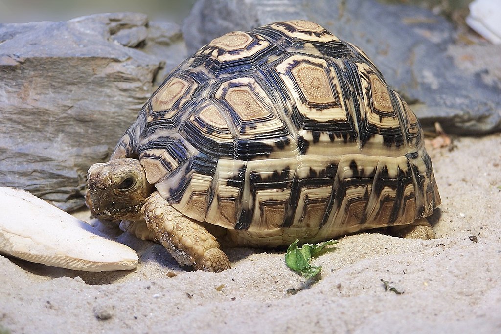 Geochelone pardalis