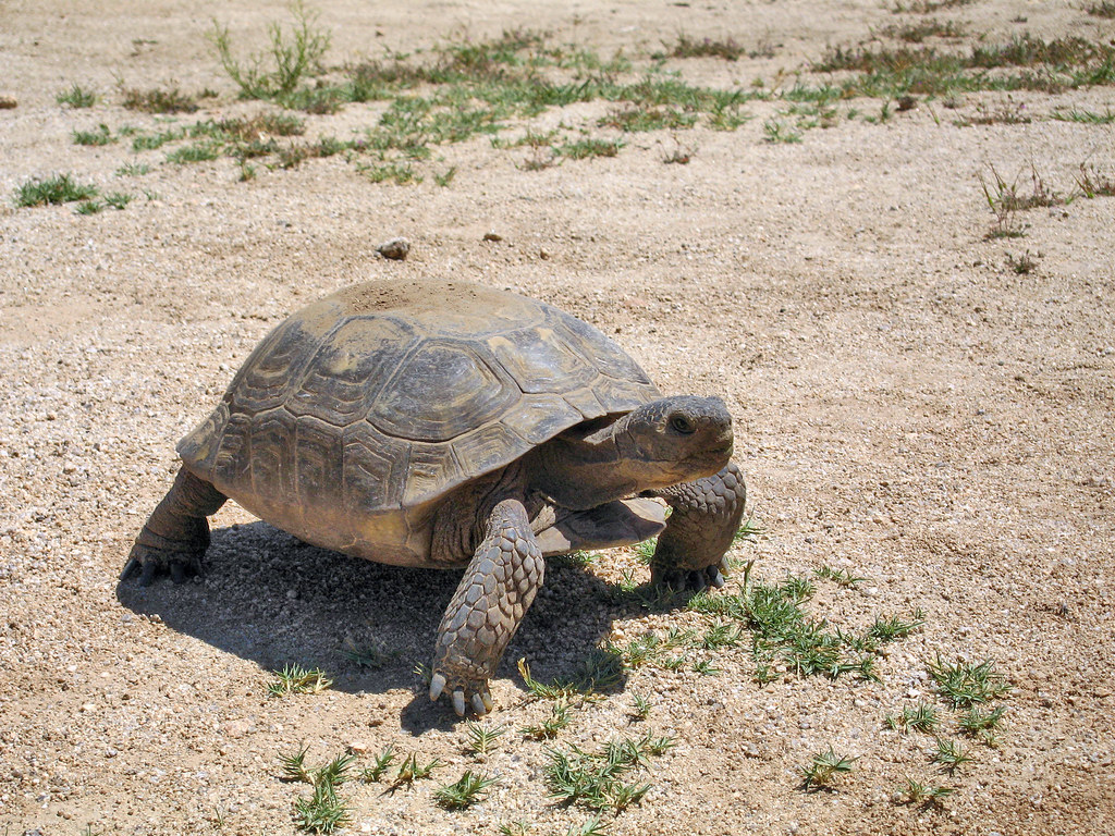 Gepherus agassizii