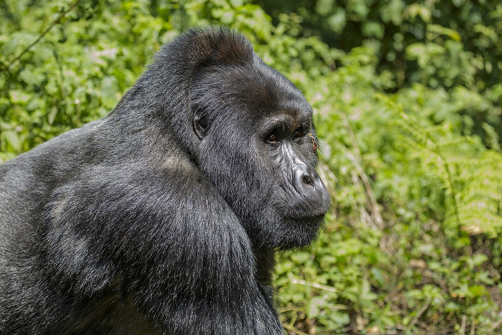 Gorilla beringei