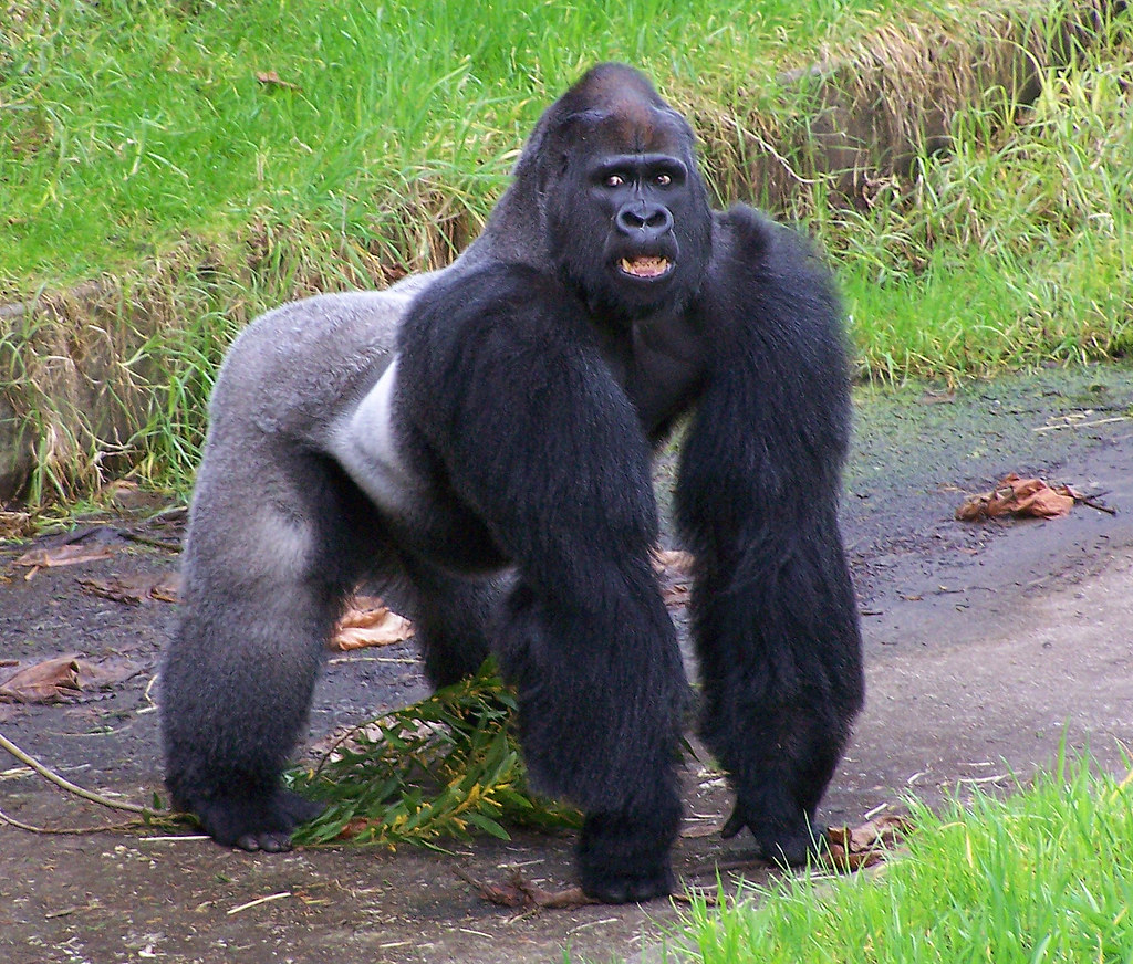 Gorilla gorilla