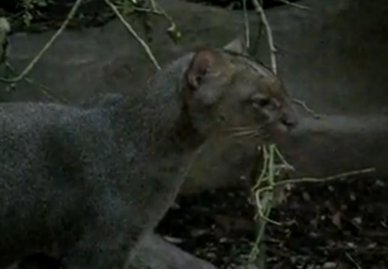 Jaguarundi (Felis yagouaroundi)