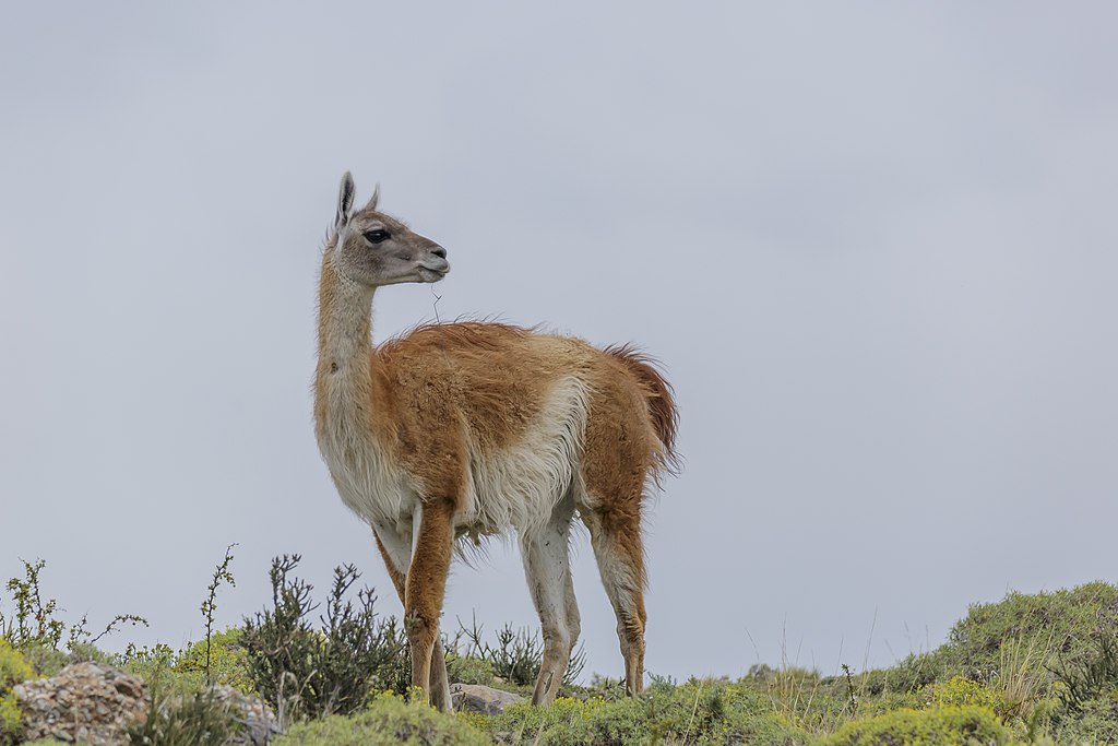 Lama guanicoe