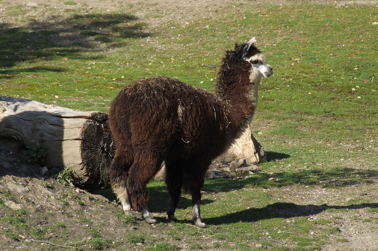 Lama pacos