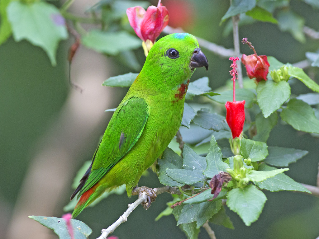 Loriculus galgulus