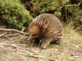 Mamifere primitive ovipare din ordinul Monotremata