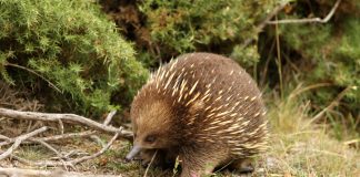 Mamiferele primitive ovipare din ordinul Monotremata Mamifere primitive ovipare din ordinul Monotremata