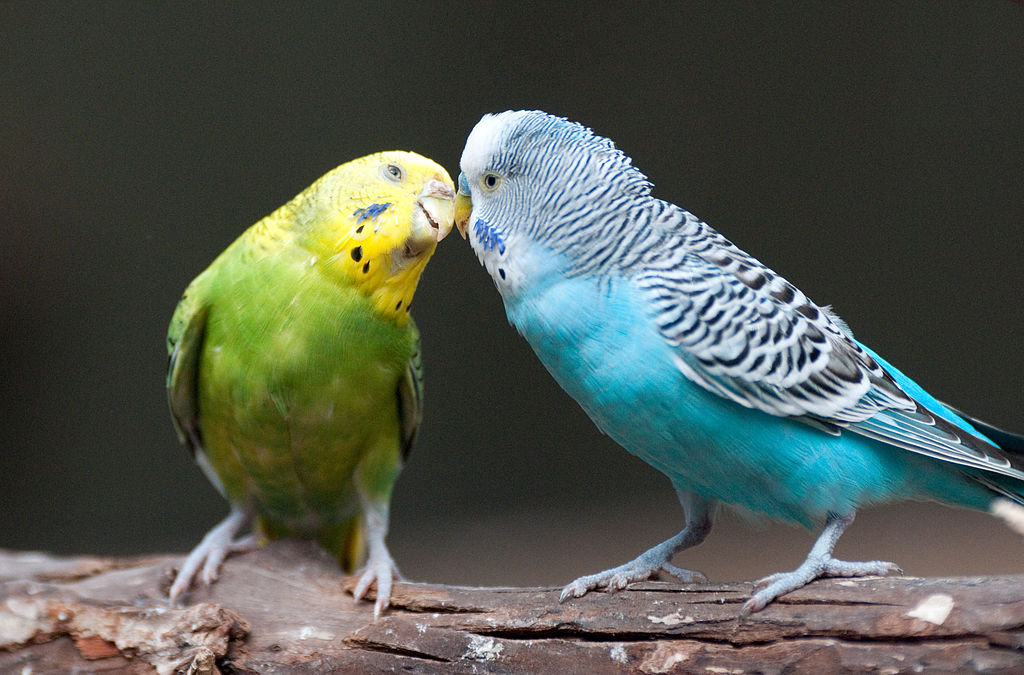 Melopsittacus undulatus