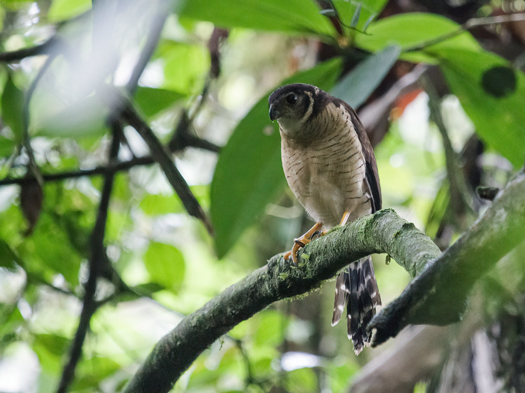 Micrastur ruficollis