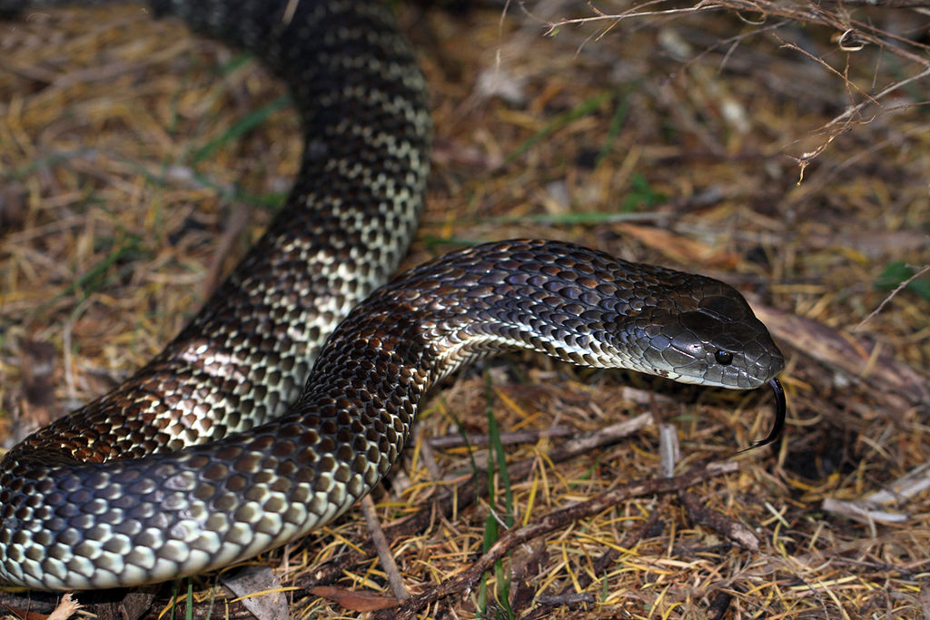 Notechis scutatus