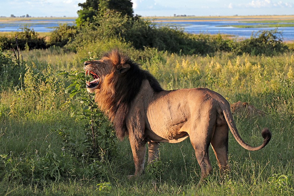 Panthera leo