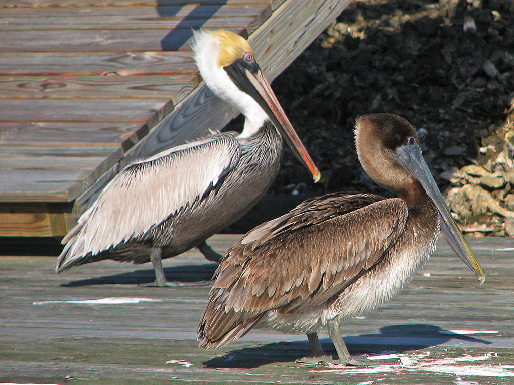 Pelecanus occidentalis