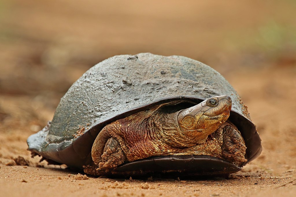 Pelomedusa subrufa