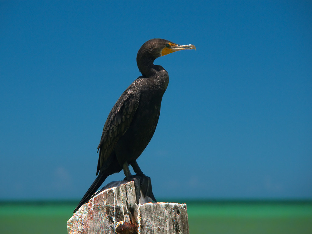 Phalacrocorax auritus