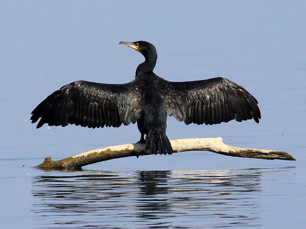 Phalacrocorax corbo