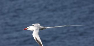 Cele mai impresionante specii de pelicani și păsări asemănătoare Poze impresionante cu pelicani și specii înrudite