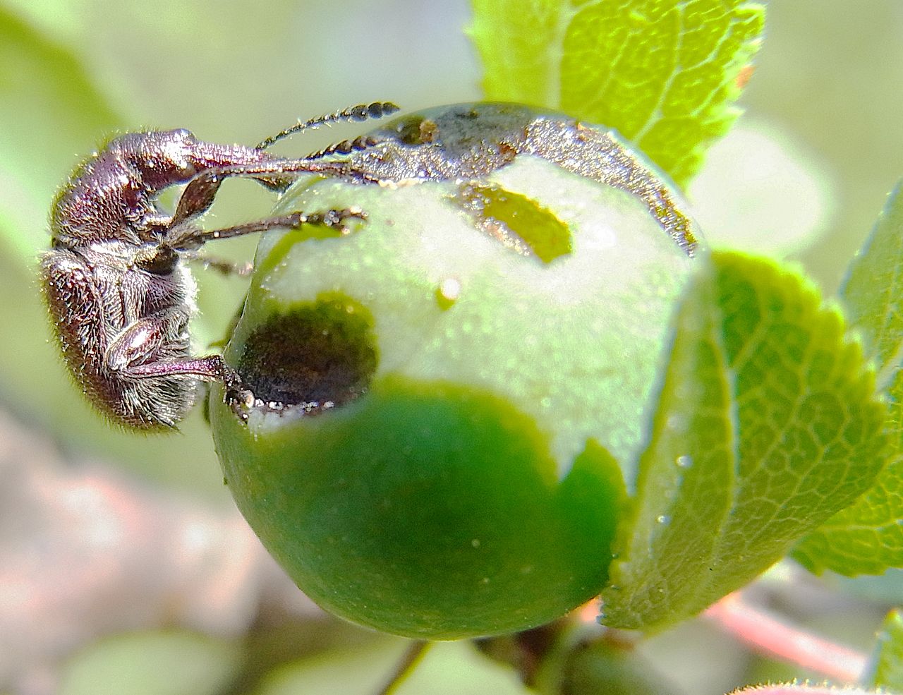 Rhynchites auratus