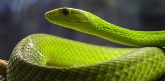 Specii de cobre și alți șerpi veninoși din familia Elapidae