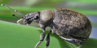 Specii de gărgărițe dăunătoare pomilor fructiferi, culturilor de legume și cereale