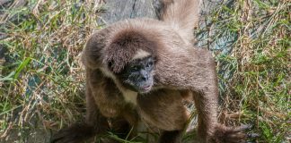 Specii de maimuțe-păianjen și maimuțe lânoase din pădurile tropicale