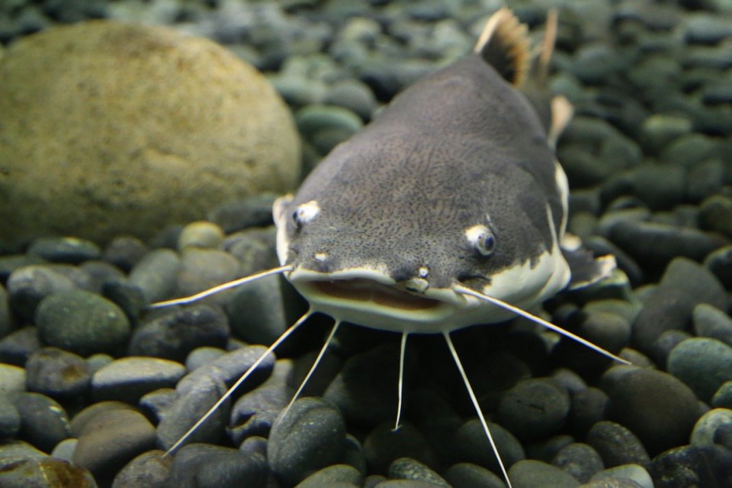 Specii de pești osoși - Somni din toată lumea