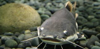 Specii de pești osoși - Somni din toată lumea