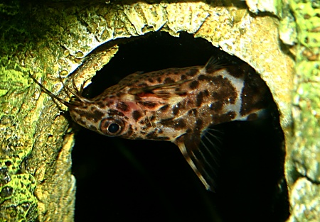 Specia Synodontis cantractus, Foto: brettb.com