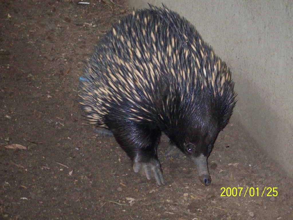 Tachyglossus aculeatus lawesi