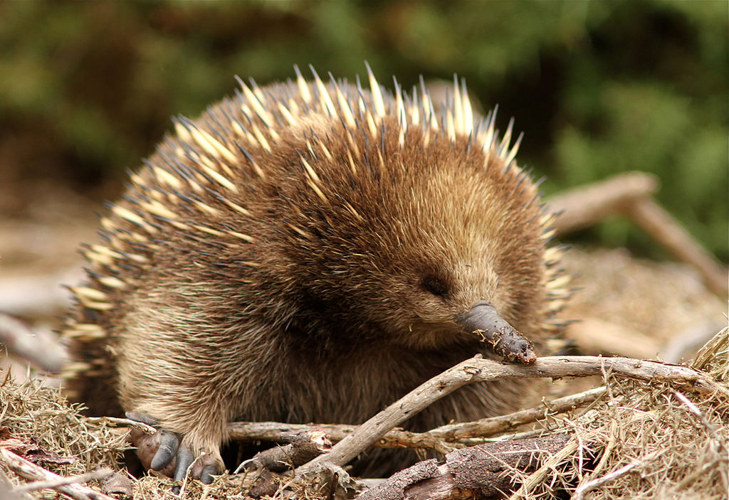 Tachyglossus setosus