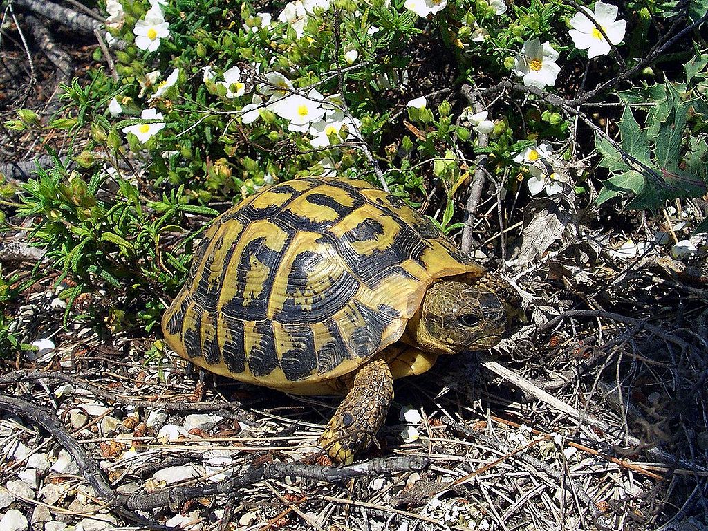 Testudo hermanni