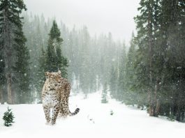 Toate animalele sălbatice din categoria felinelor