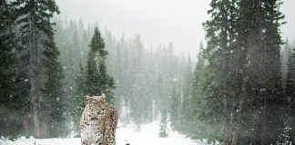 Toate animalele sălbatice din categoria felinelor