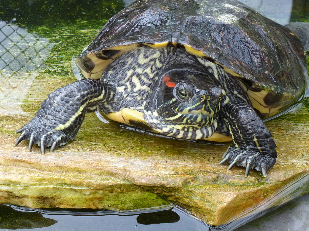 Trachemys scripta elegans