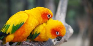 Trăsăturile celor mai cunoscute specii de papagali din lume