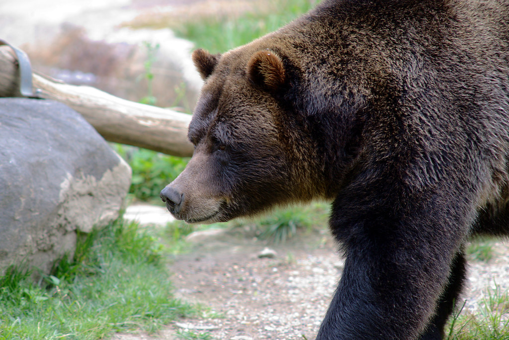 Ursus arctos gyas