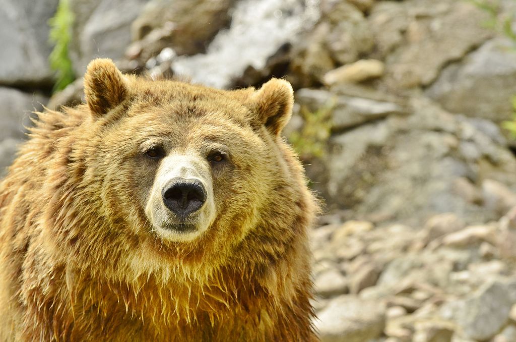 Ursus arctos horribilis