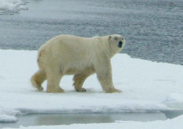 Ursus maritimus